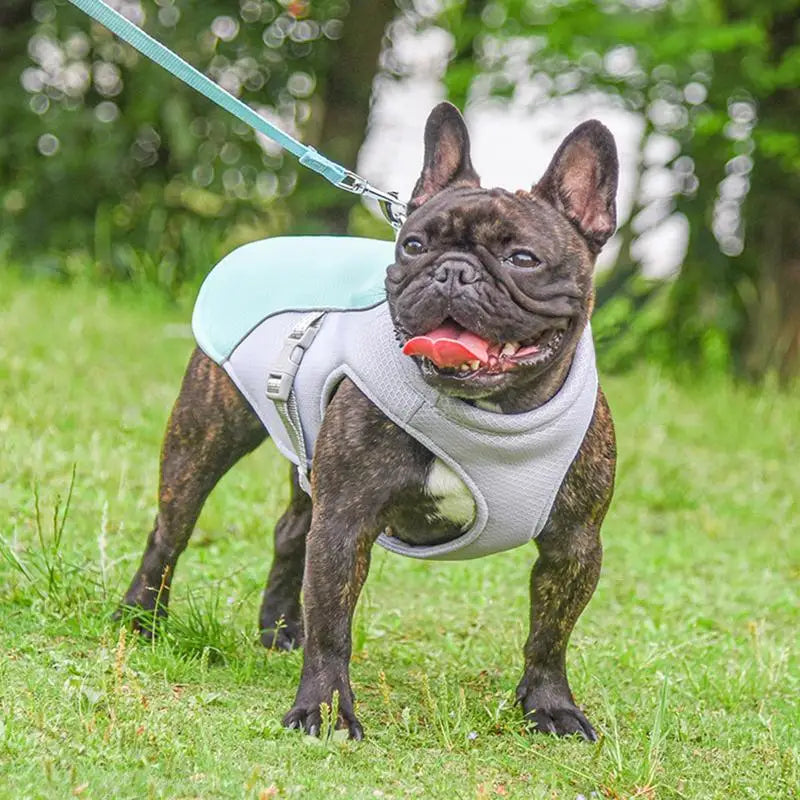 CoolPaws Adventure Vest